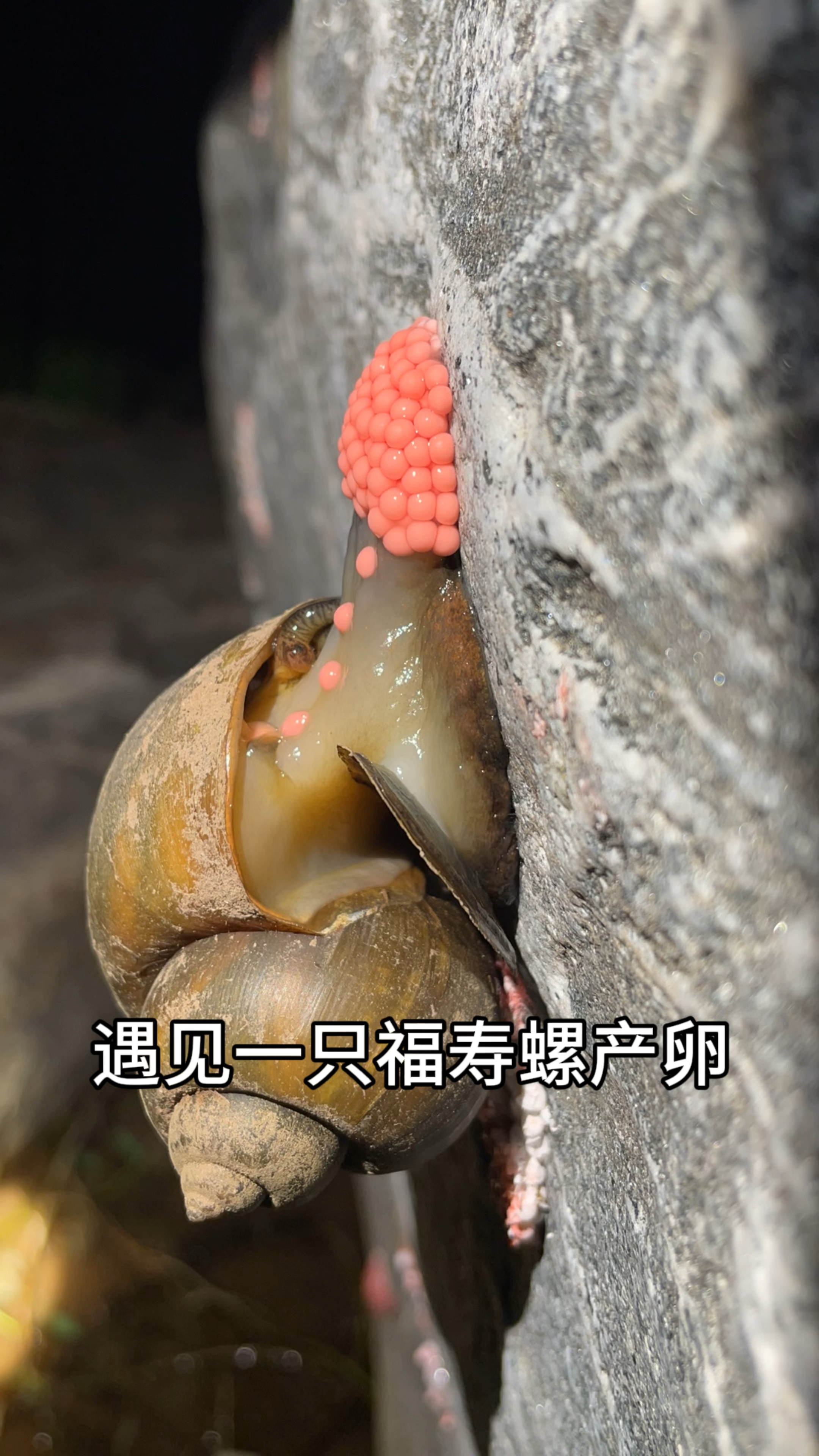 第一次见福寿螺产卵,好有顺序-度小视