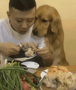 这6种食物不要给狗狗吃,会对它的健康有影响