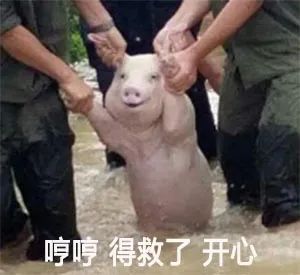 白龙王和何仙姑联手对付黑衣阿赞的料!