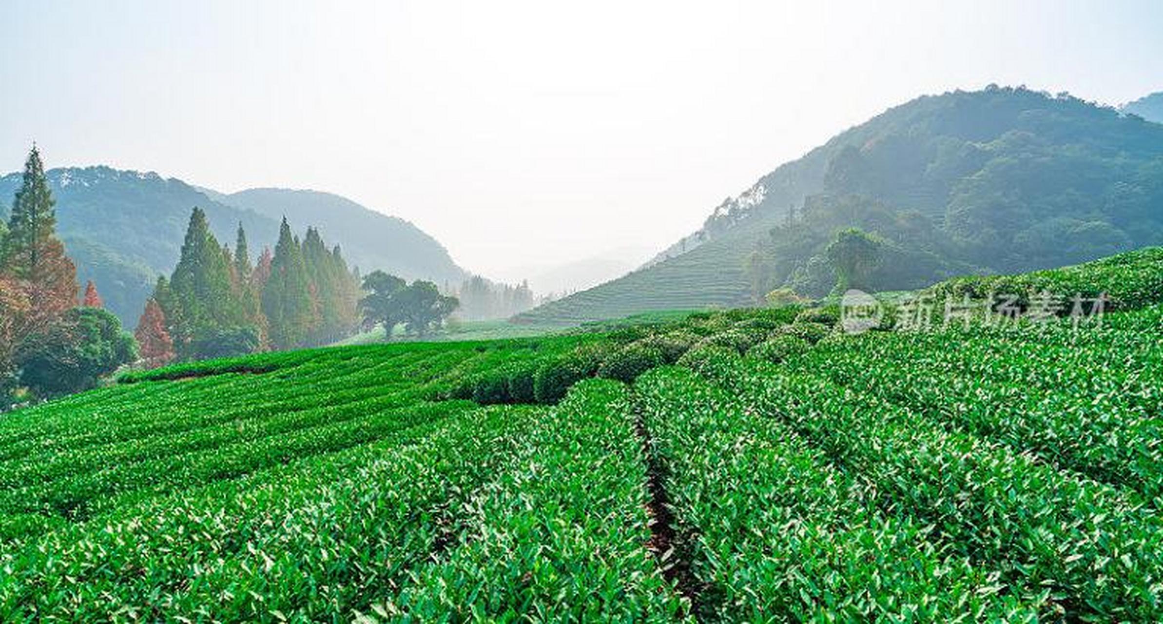 杭州景点推荐:龙井茶园  龙井茶园位于浙江省杭州市西湖风景区内,是