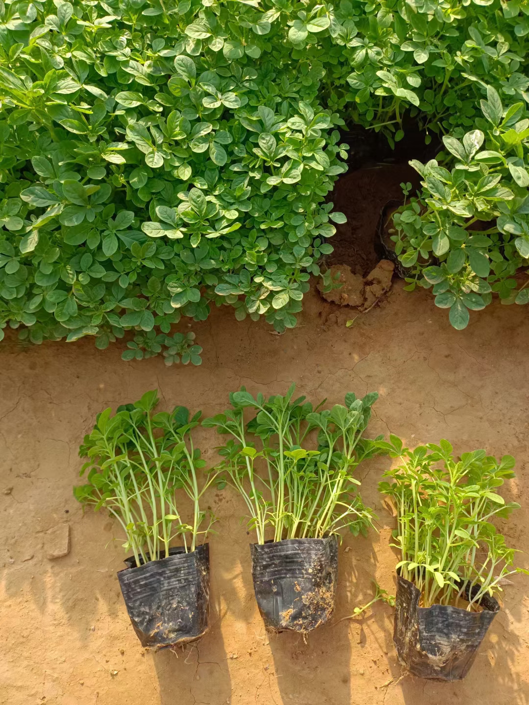 醉蝶花花如蝶,蝶如花,似是而非,如美人隔雾,朦胧缥缈 遥不可及