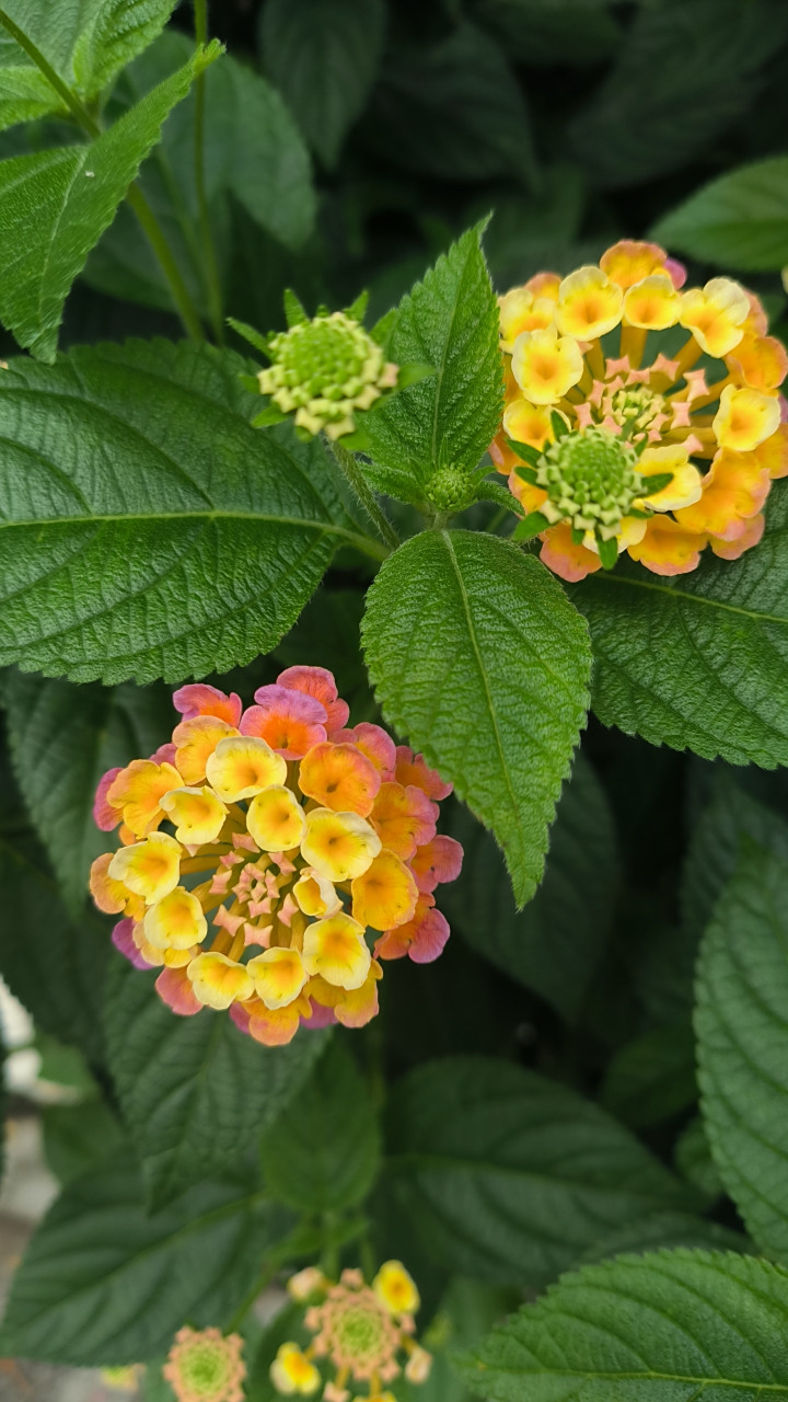 马缨丹喜高温,高湿且阳光充足环境,花期长,全年能开花,最适期为春末