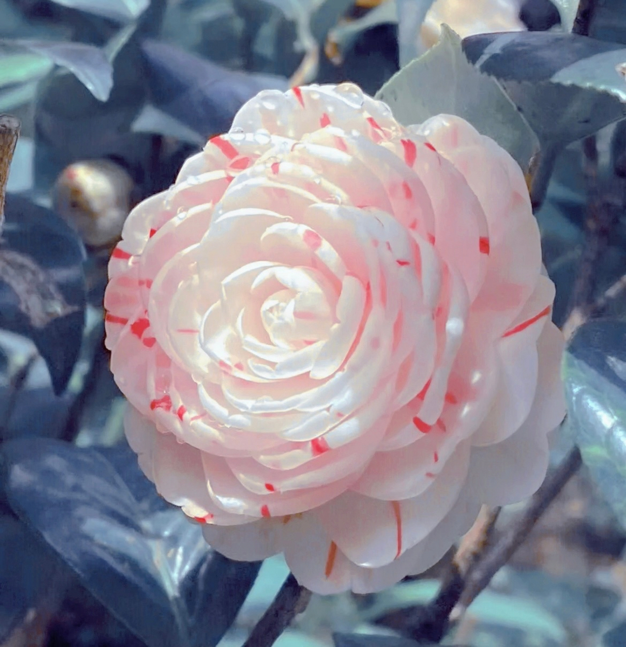 这种茶花叫"抓破美人脸"