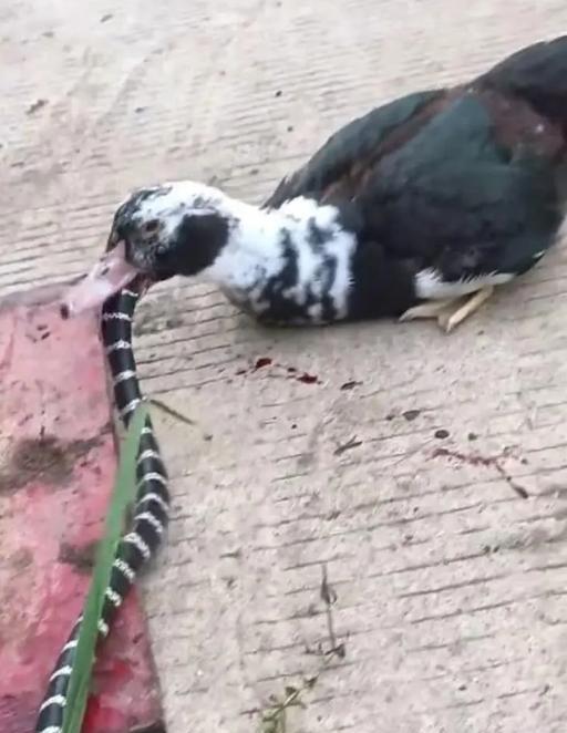 这鸭子竟然连毒蛇都不惧?