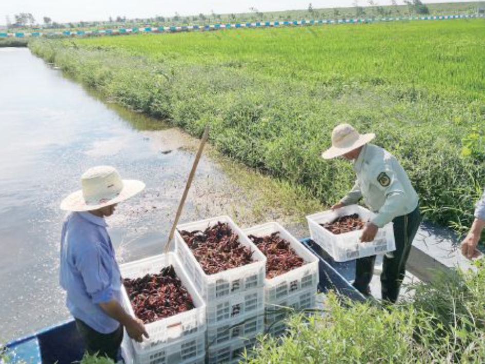 稻田养殖小龙虾亩产多少斤(稻田养殖小龙虾亩产多少斤正常)