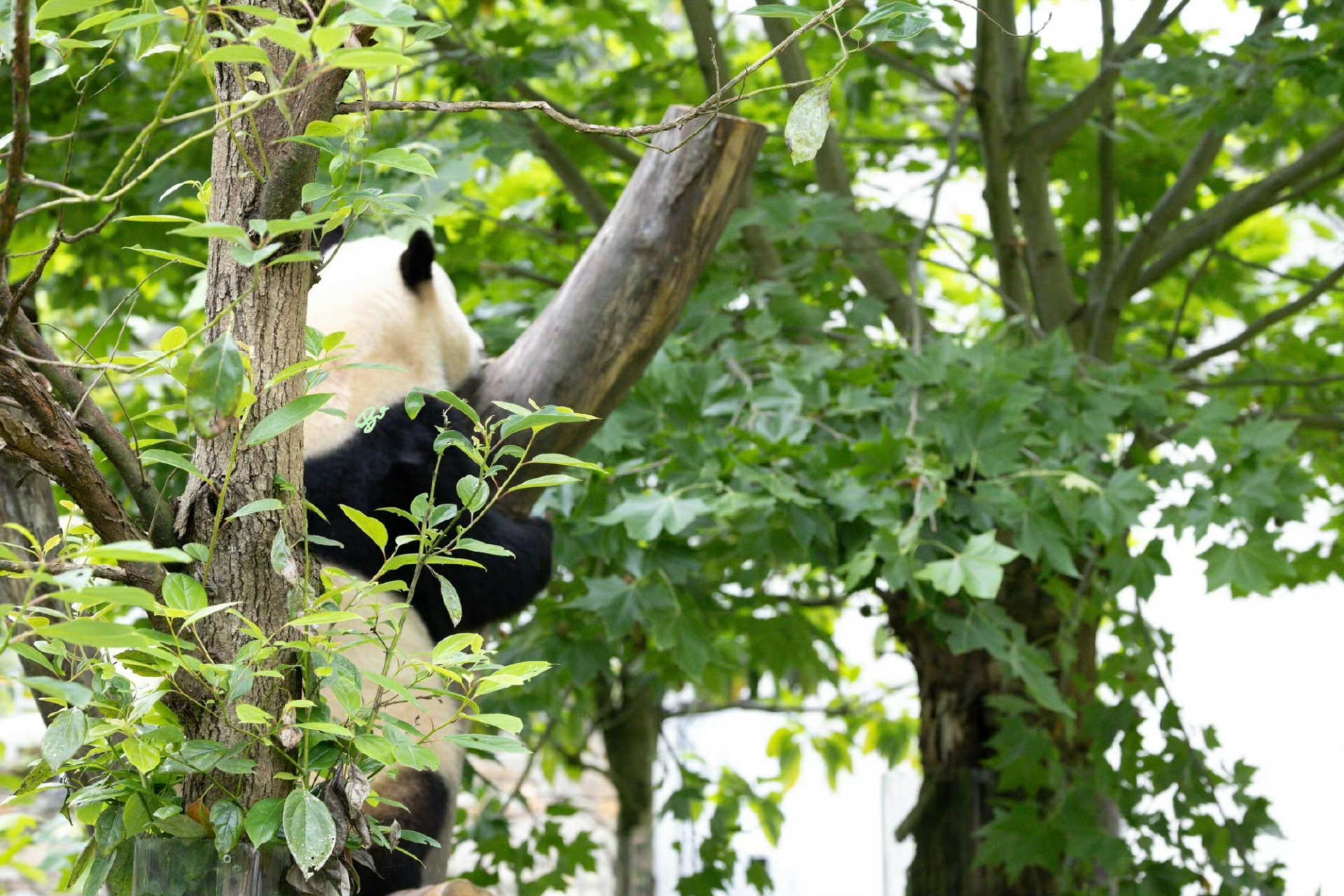 熊猫在树上的背影图片图片