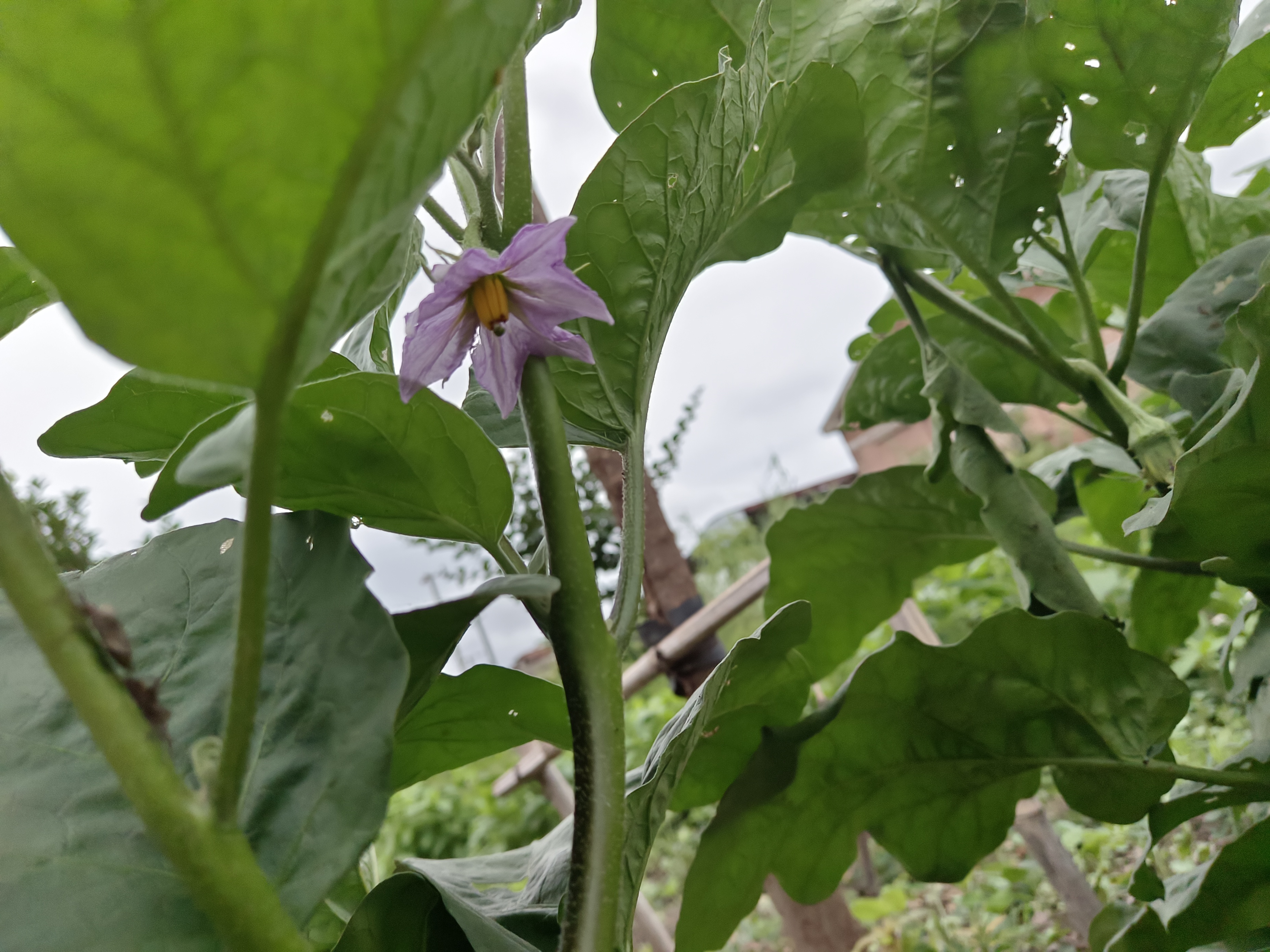 茄子的开紫色的花,还挺好看的