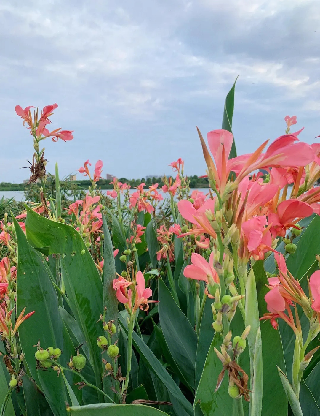 《粉花美人蕉》(原创首发)陋室听秋/文