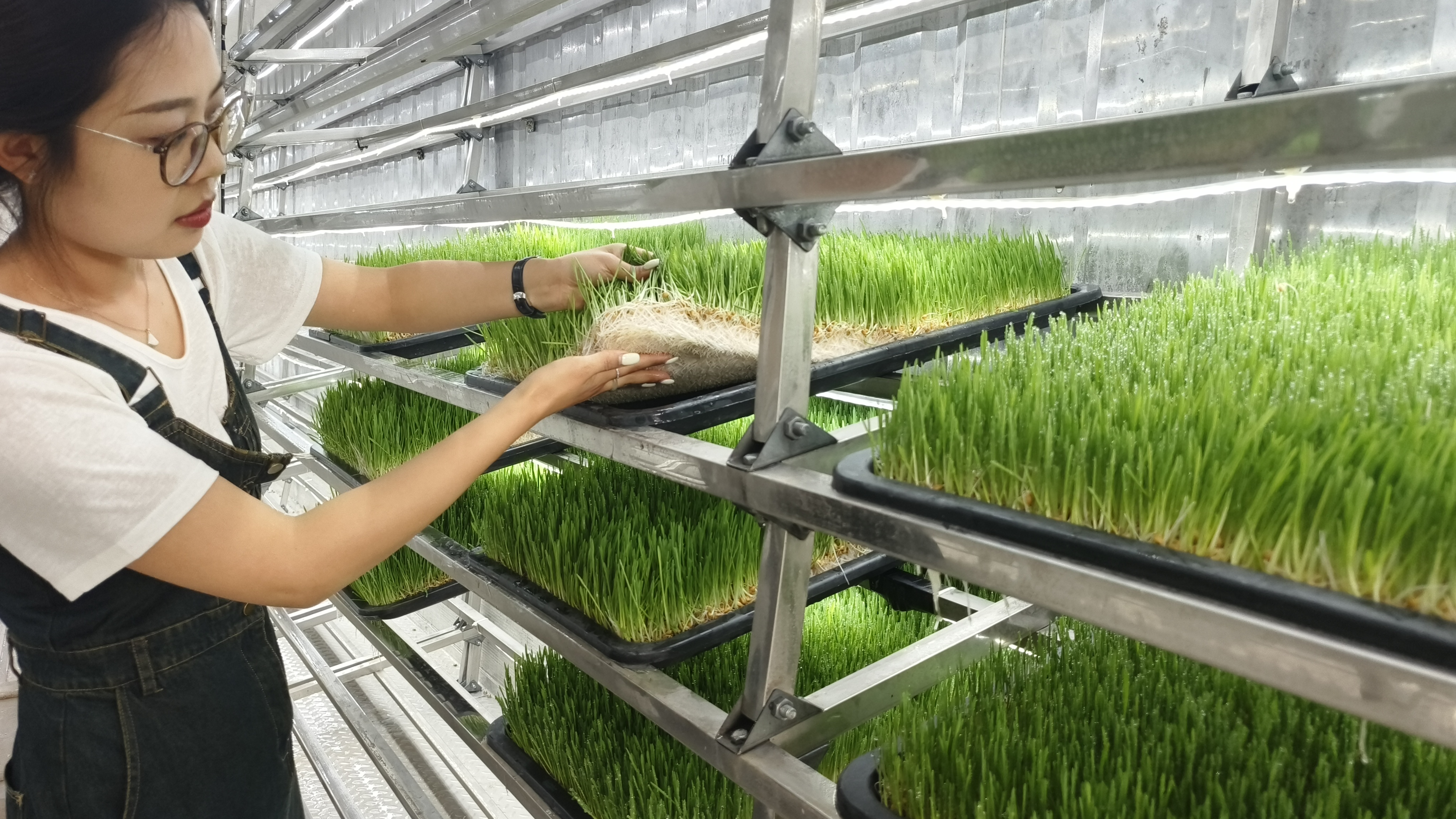 集装箱种植水培牧草的效益如何?