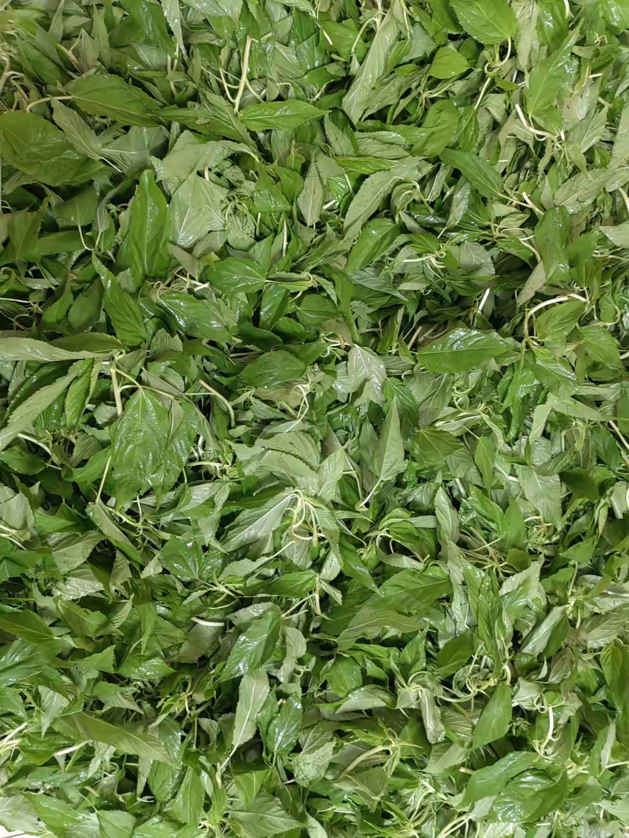 野菜涩涩叶子煮水喝降尿酸的叶子潮汕人煮汤的一种叶子很香是什么植物