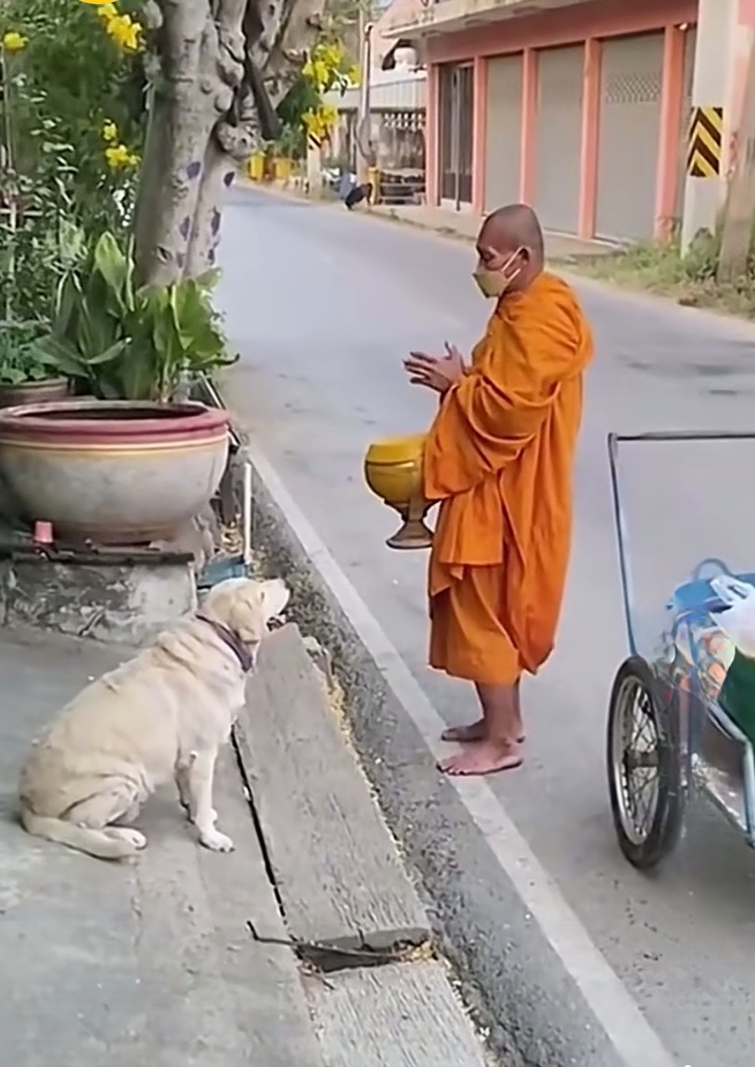 遇到一条狗狗眼巴巴地望着他  于心不忍的他