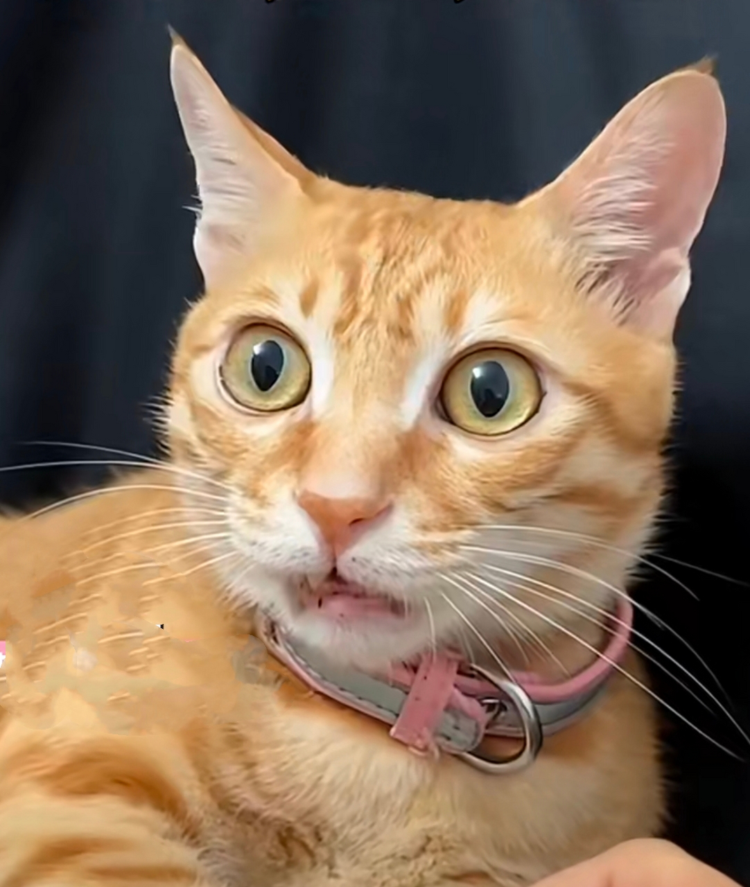 到底是什么,让猫咪露出了震惊的表情