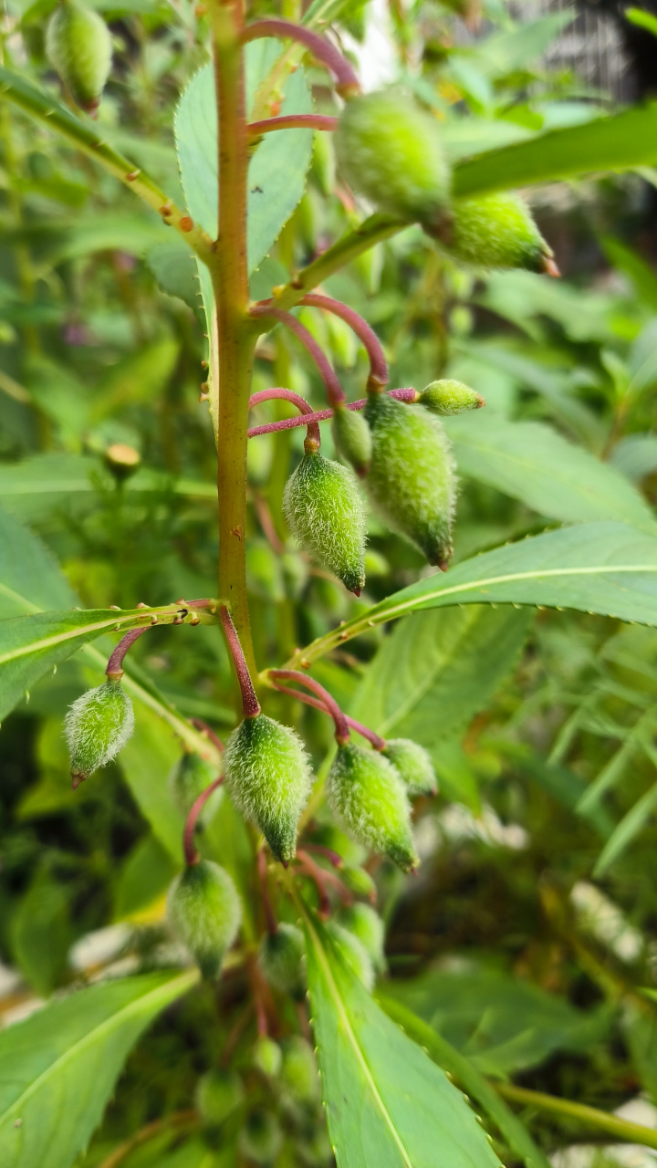 凤仙花果实成熟图片