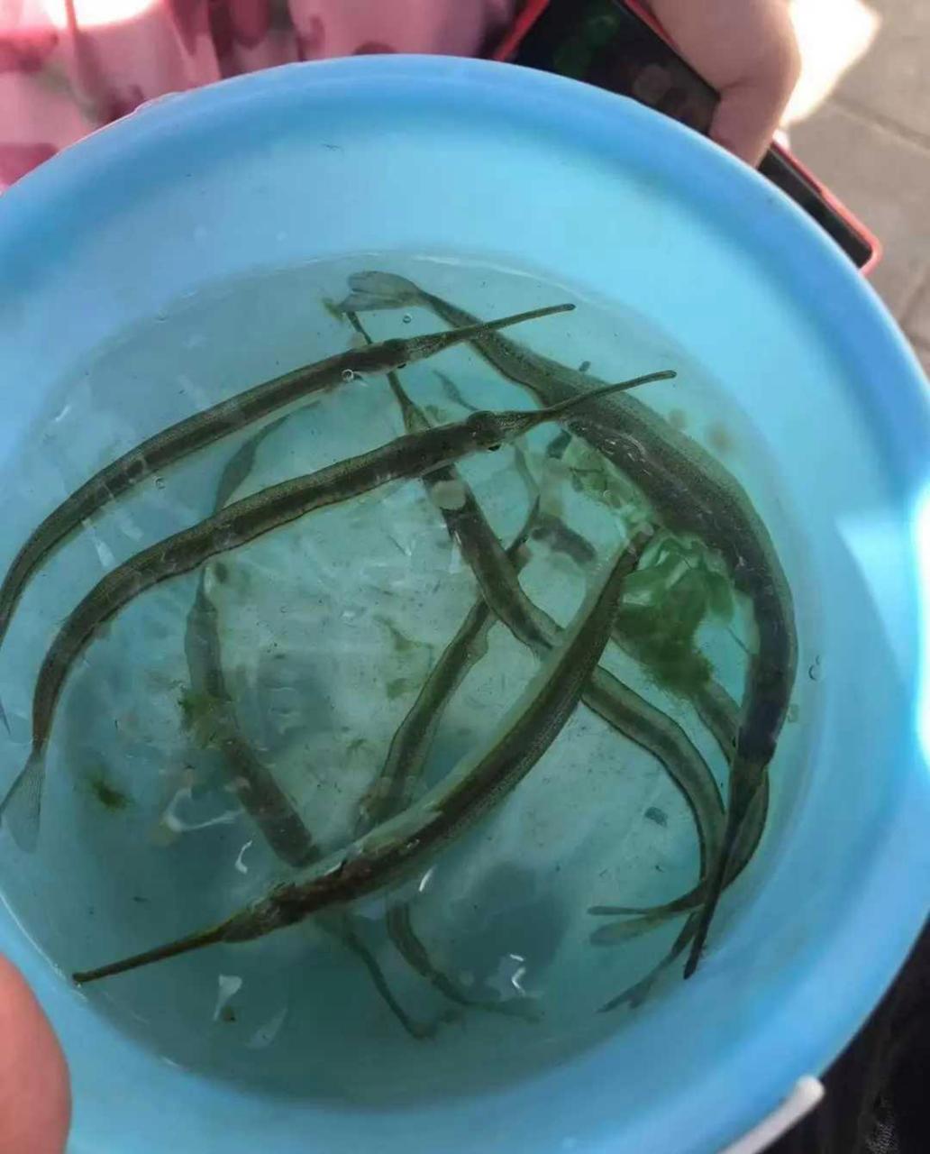 这是什么鱼?嘴巴尖尖,不知道能不能吃.