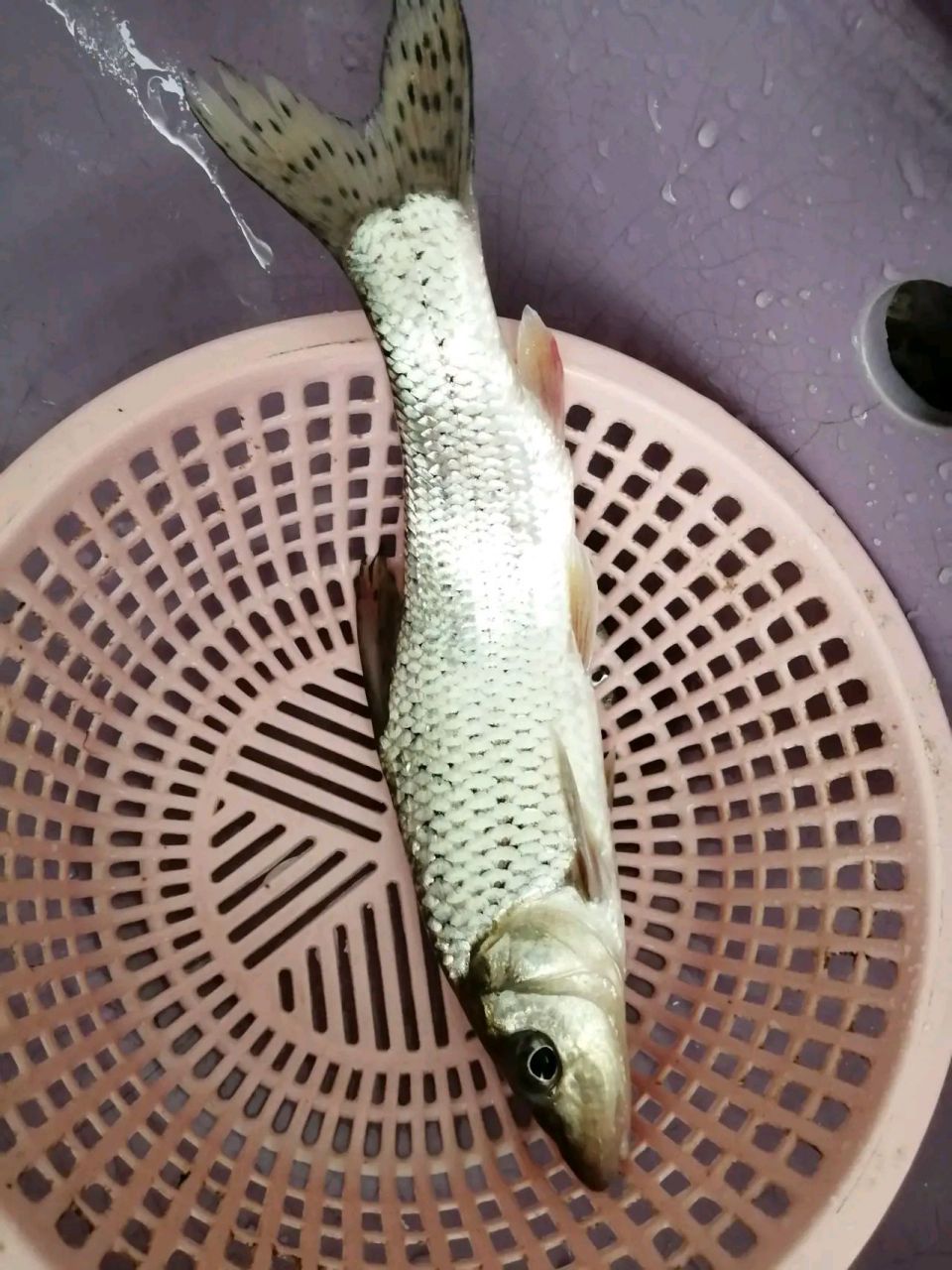 这条鱼是花骨鱼吗?怎么看上去有种腰肌劳损的感觉