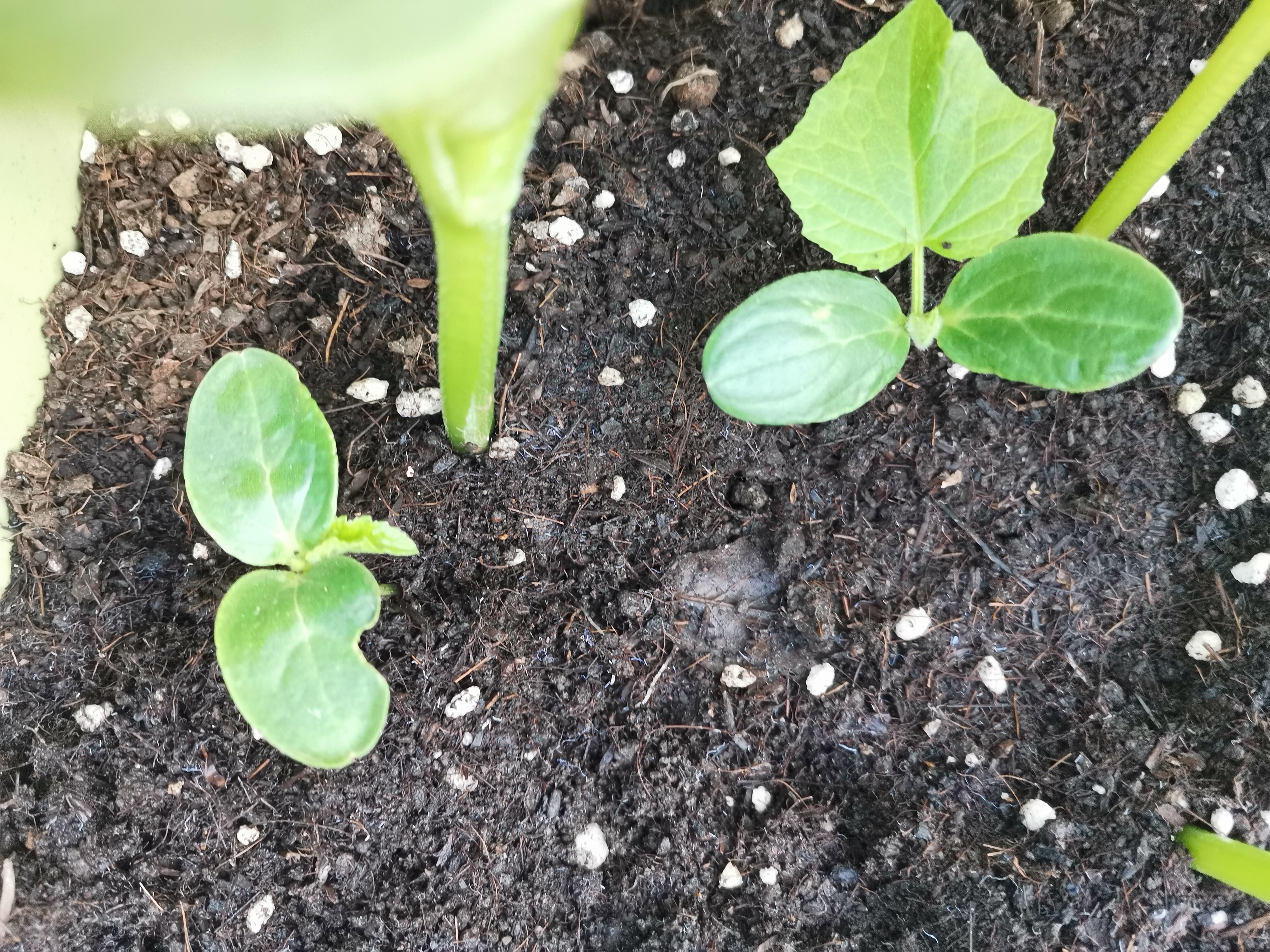 百度妈妈圈#  十几天前在花盆里埋了十来个黄瓜种子,一周后顺利发芽