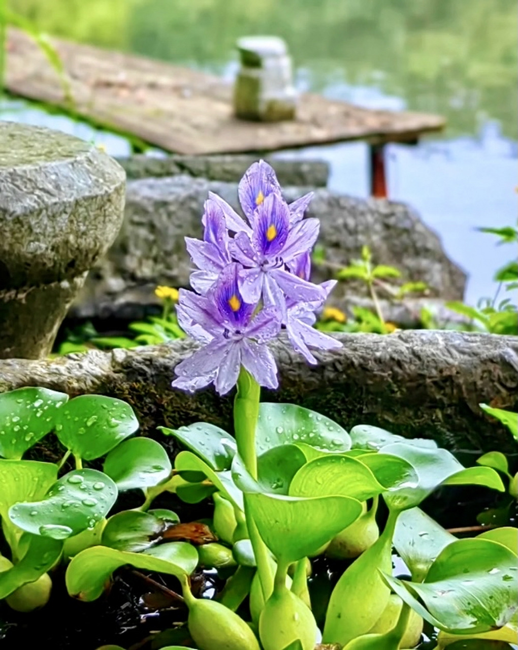 凤眼莲木奇灵图片