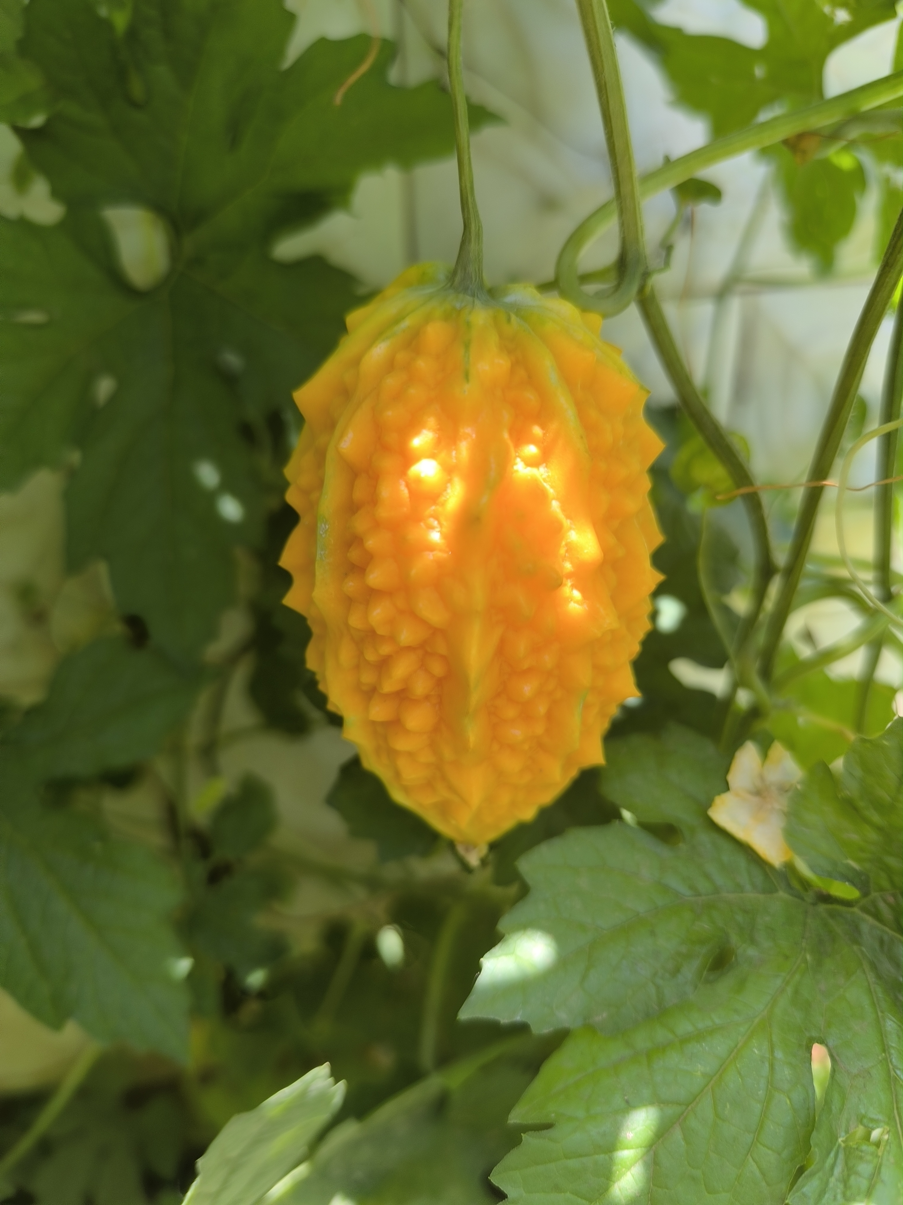 动态连更挑战# 金灿灿的金铃子终于熟子!