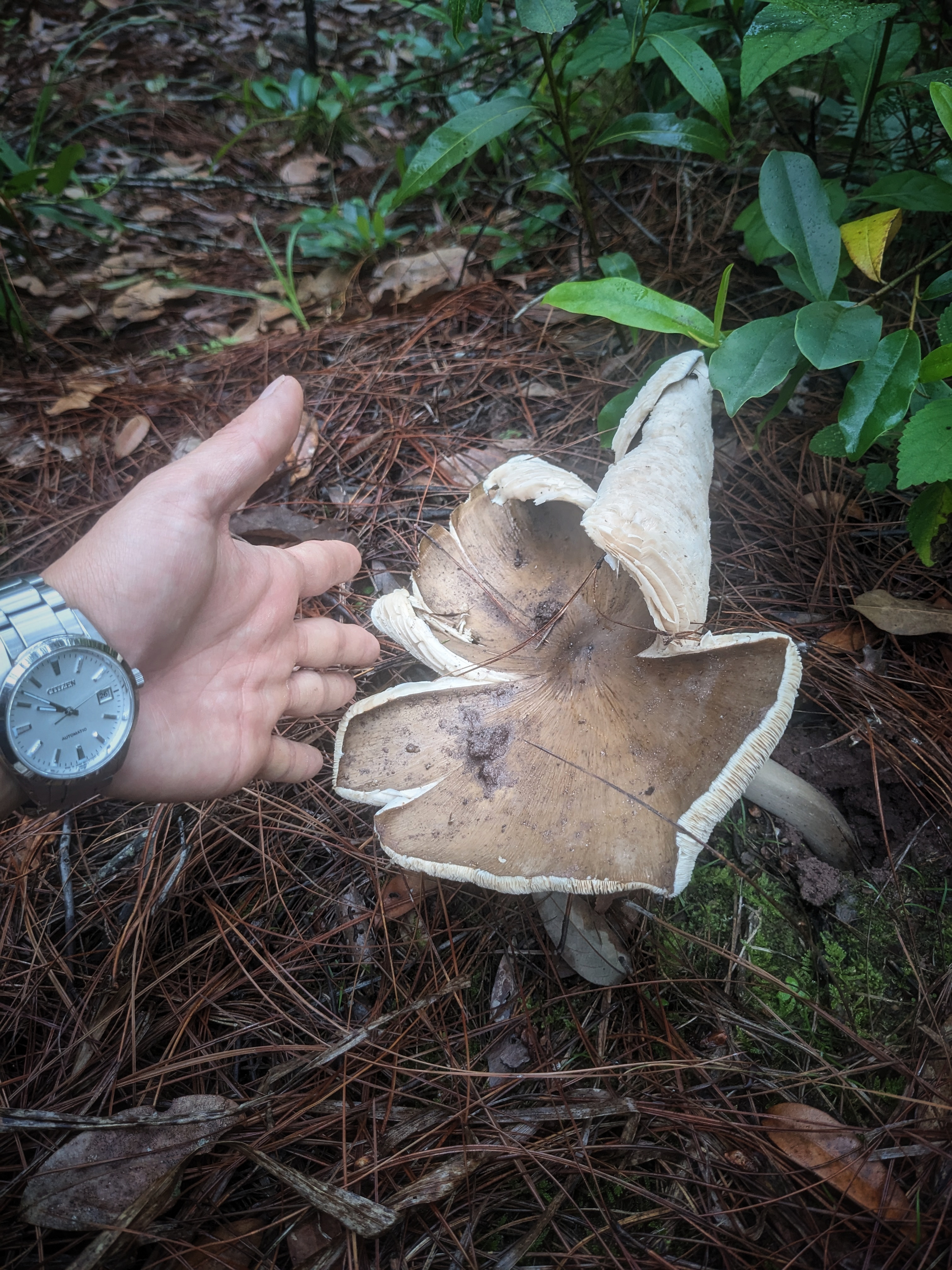 本来是去挖点草药,遇到了鸡枞菌,蛮大的一朵,够一碗了