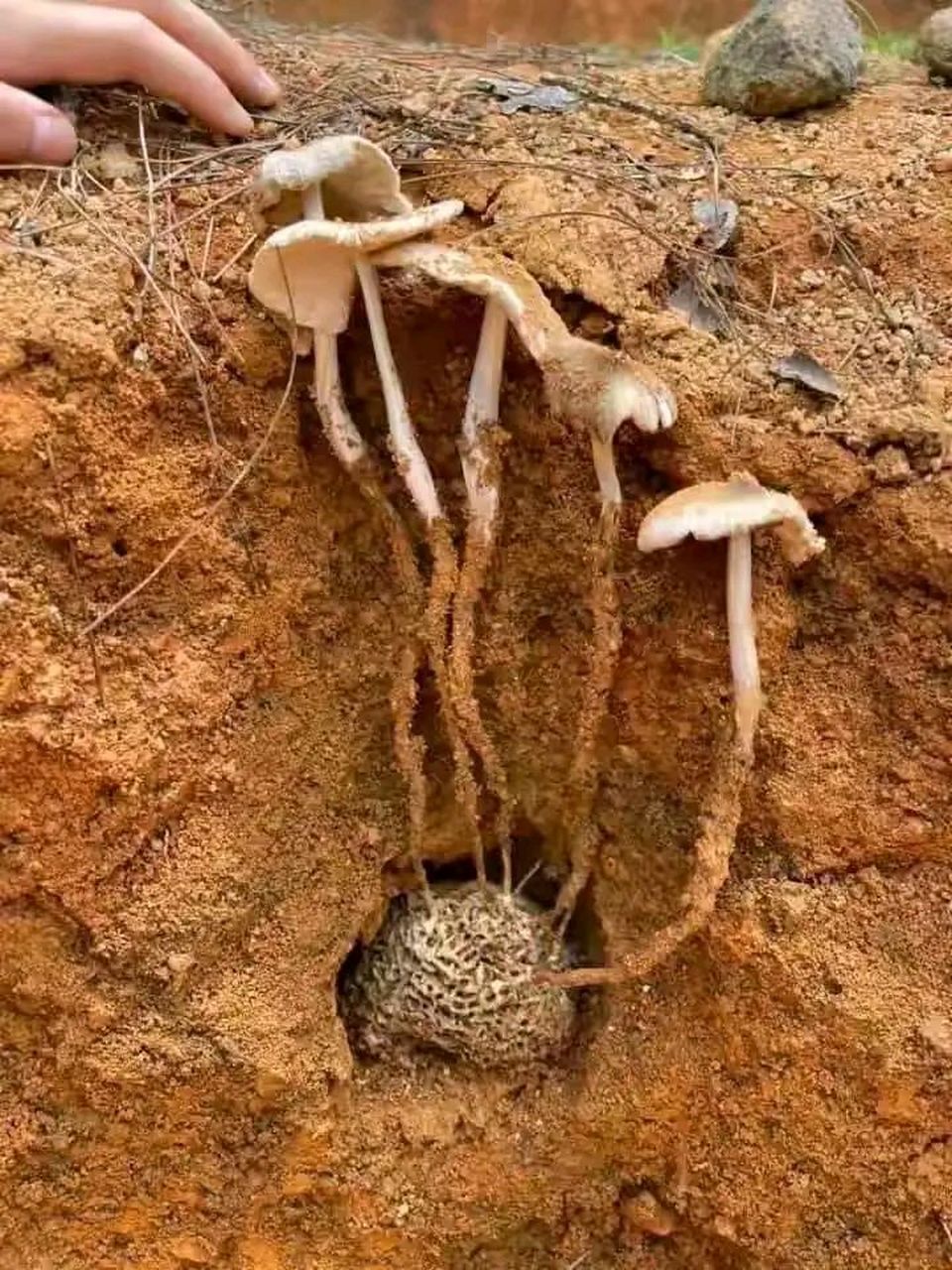 这个菌很容易种植,我在院子里整好一块荒地,把十几个白蚁窝藏在土下面