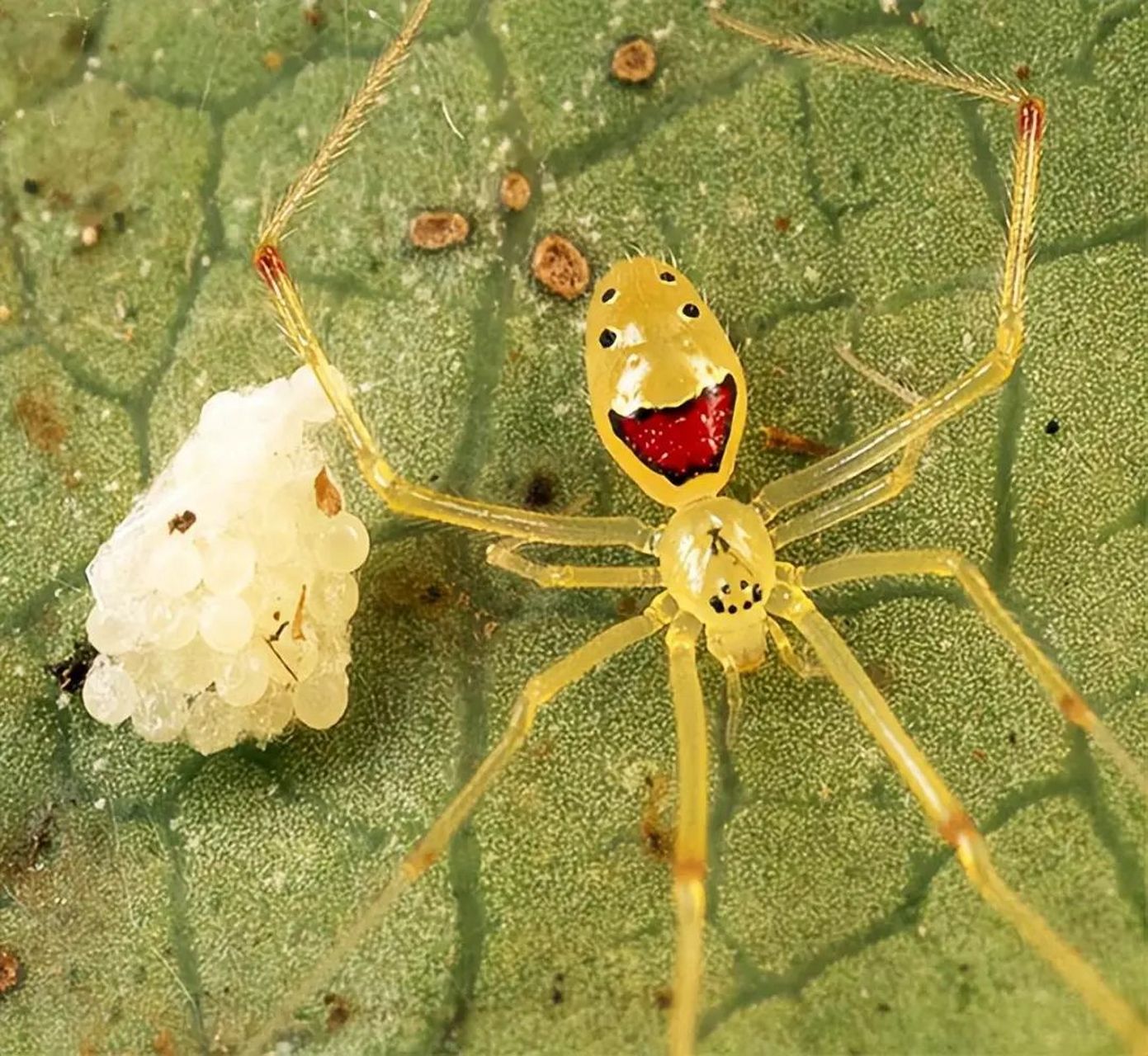 这蜘蛛也太会摆pose了吧!  笑脸蜘蛛