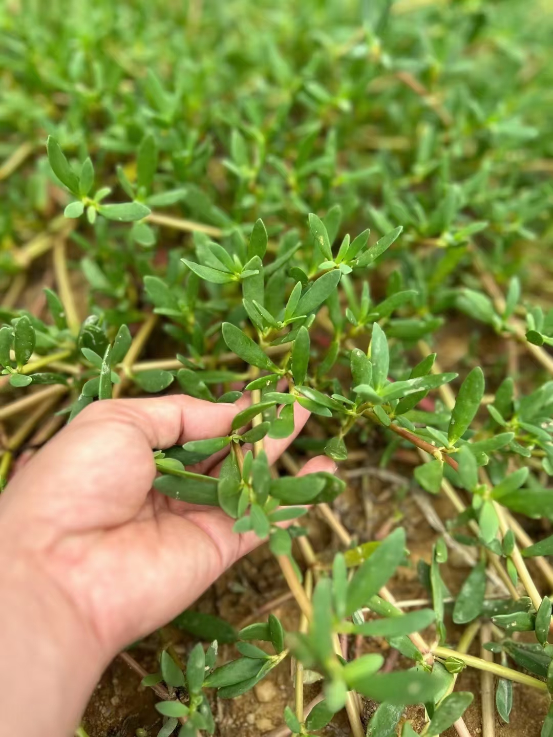 净化水生植物海马齿