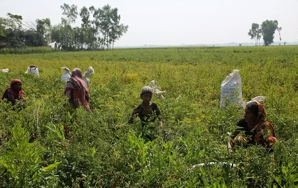 孟加拉女人村:堪称女性的"合法囚笼",一旦进入没有退路
