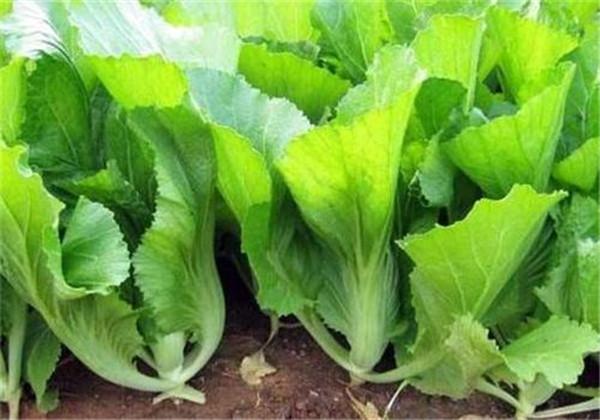 根用芥菜优质高产栽培技术,这些种植细节你是否知道呢