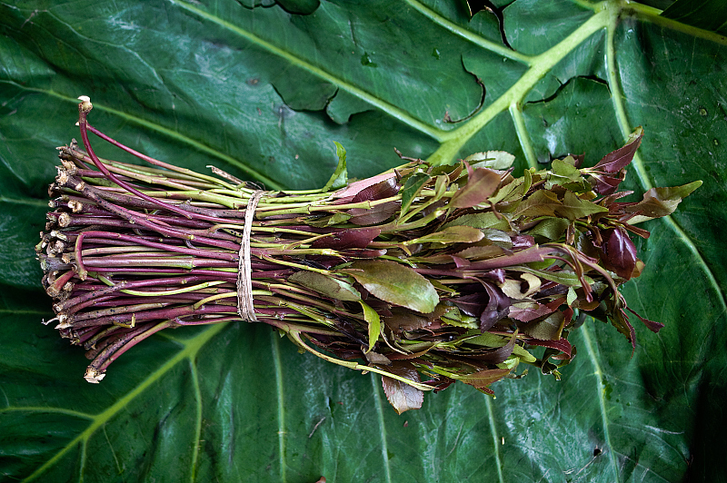 阿拉伯茶,学名恰特草,是与世界三大毒品原植物