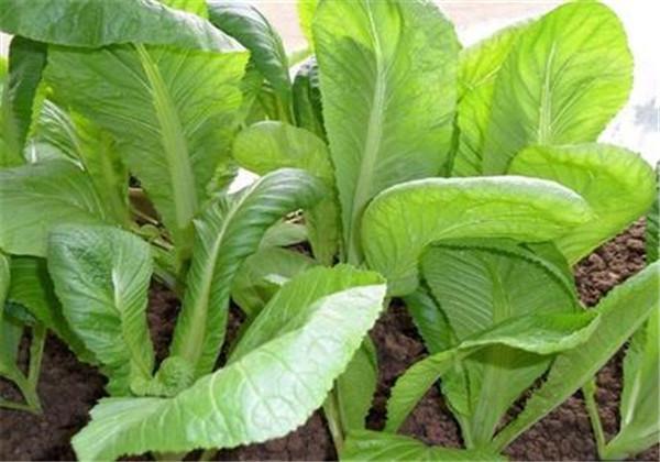 根用芥菜优质高产栽培技术,这些种植细节你是否知道呢