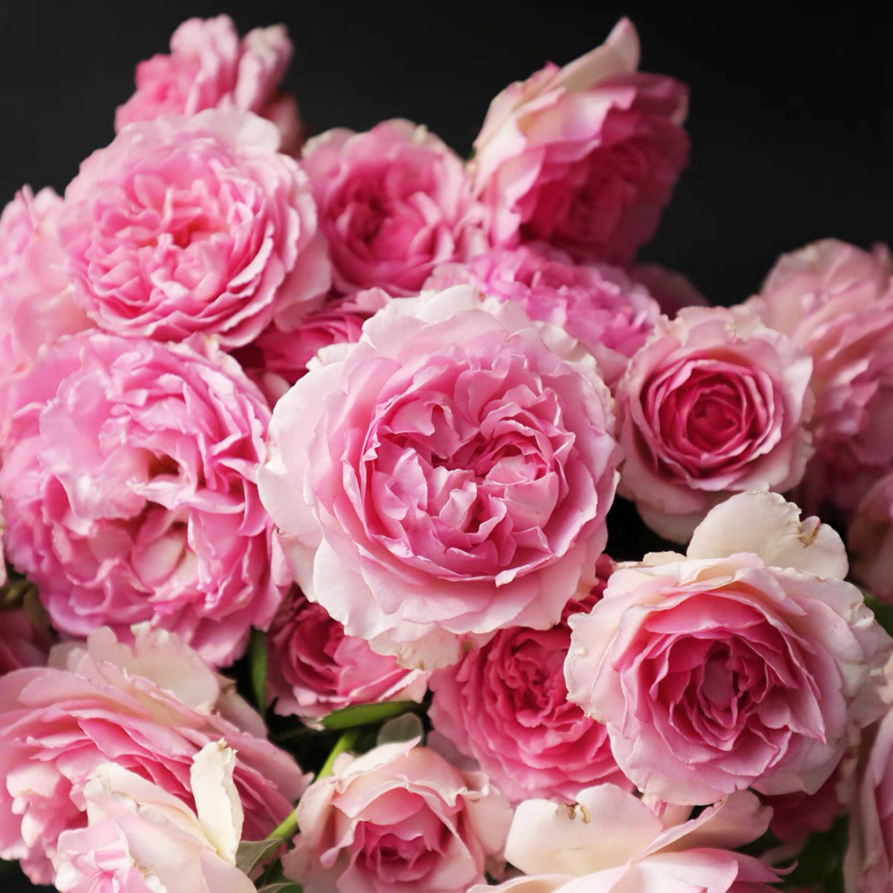 月季花以其丰富的品种和花色,赢得了无数园艺爱好者的青睐