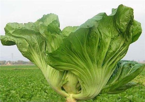 根用芥菜优质高产栽培技术,这些种植细节你是否知道呢