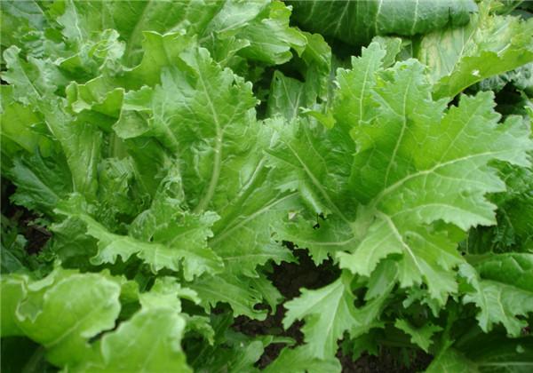 根用芥菜优质高产栽培技术,这些种植细节你是否知道呢