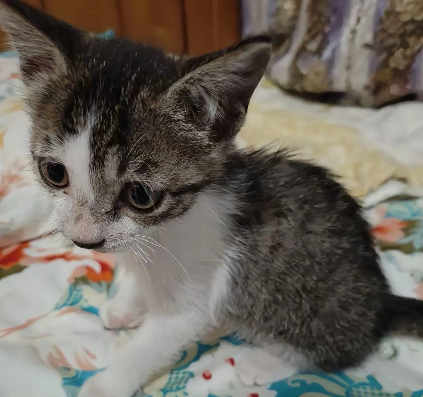 土猫长什么样子图片图片