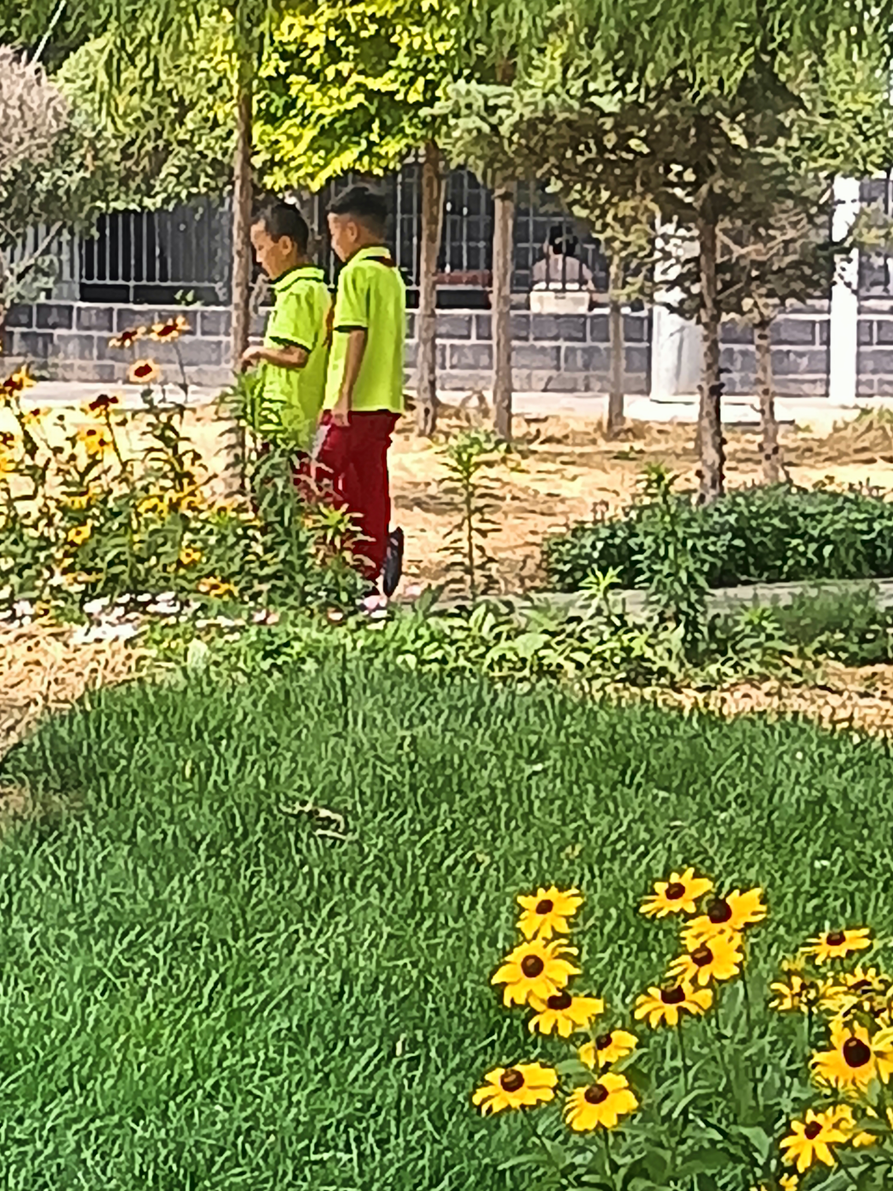路边太阳花