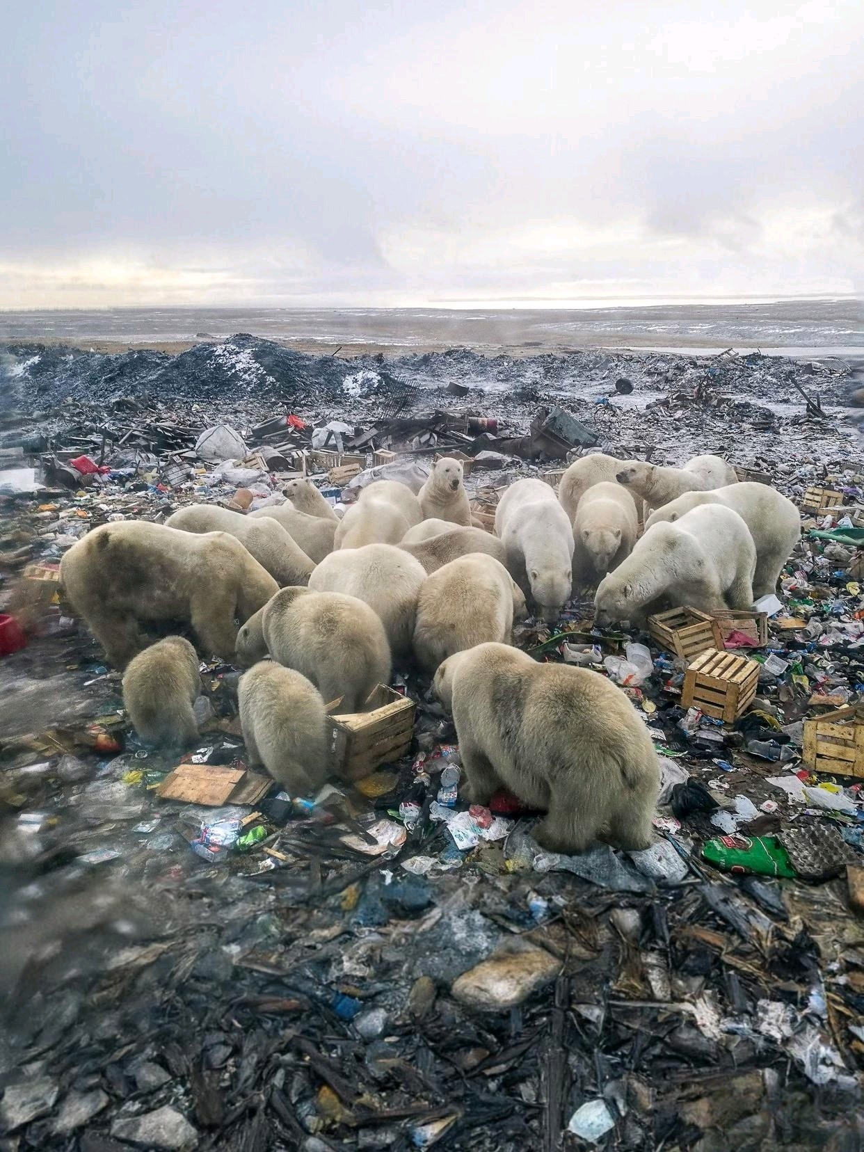 地球环境照这样继续恶化下去,不仅给动物的生存带来灾难,也会使人类