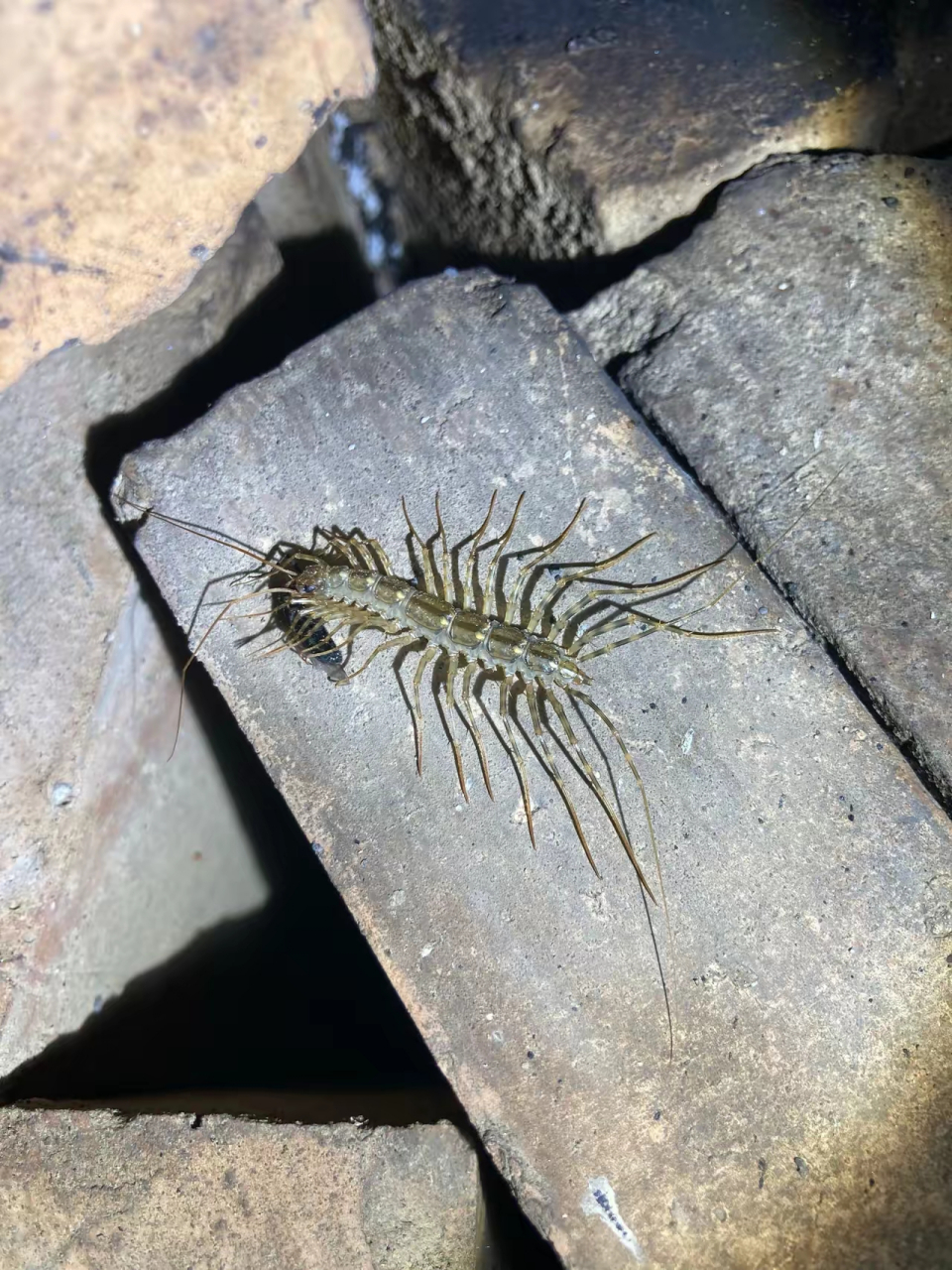 不知道怎么回事,老宅里到处都是这样的虫子,有人认识吗?