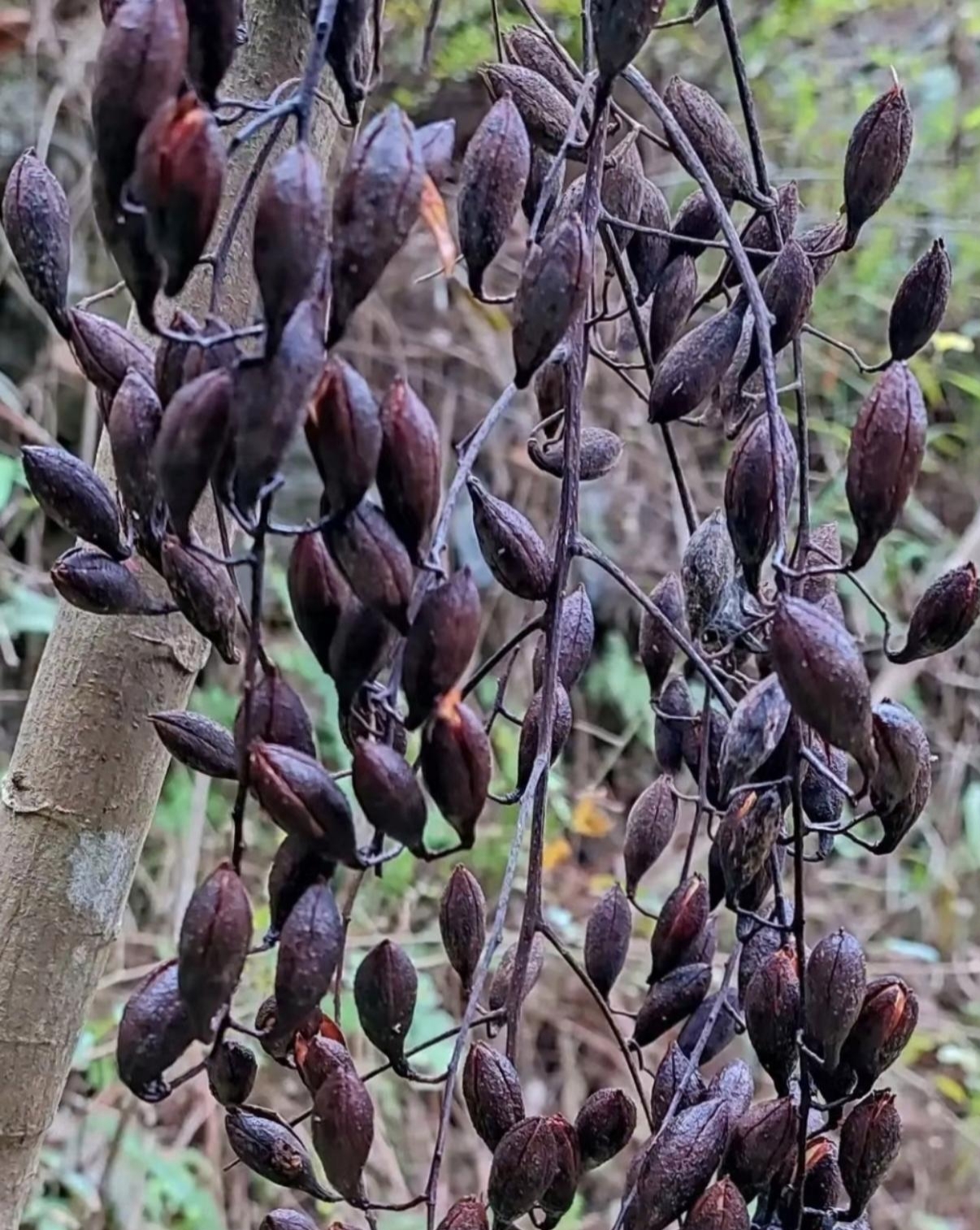 紫叶桃花的果实图片图片