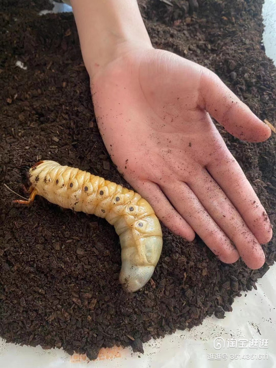 这个甲虫幼虫真肥大呀! 有喜欢甲虫的吗?