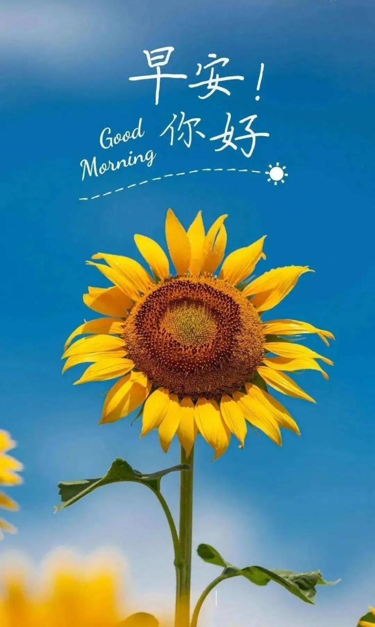向日葵开花的时候,无论昨夜经历怎样的风雨,当清晨的第一缕阳光来临
