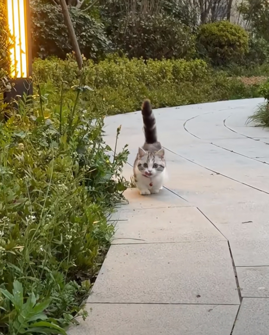真的很好奇,为什么这一路跑来的短腿小猫,那个尾巴要翘那么高呢?