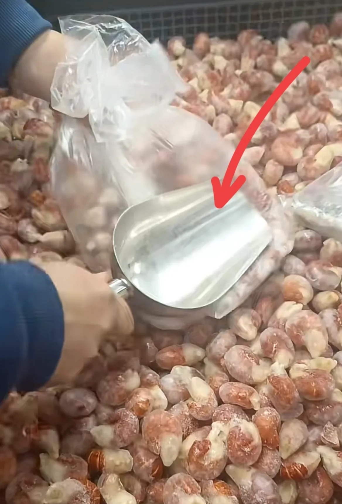 只见她发现龙虾尾上裹着厚厚的一层冰遂拿起铁铲拍打塑料袋试图把冰