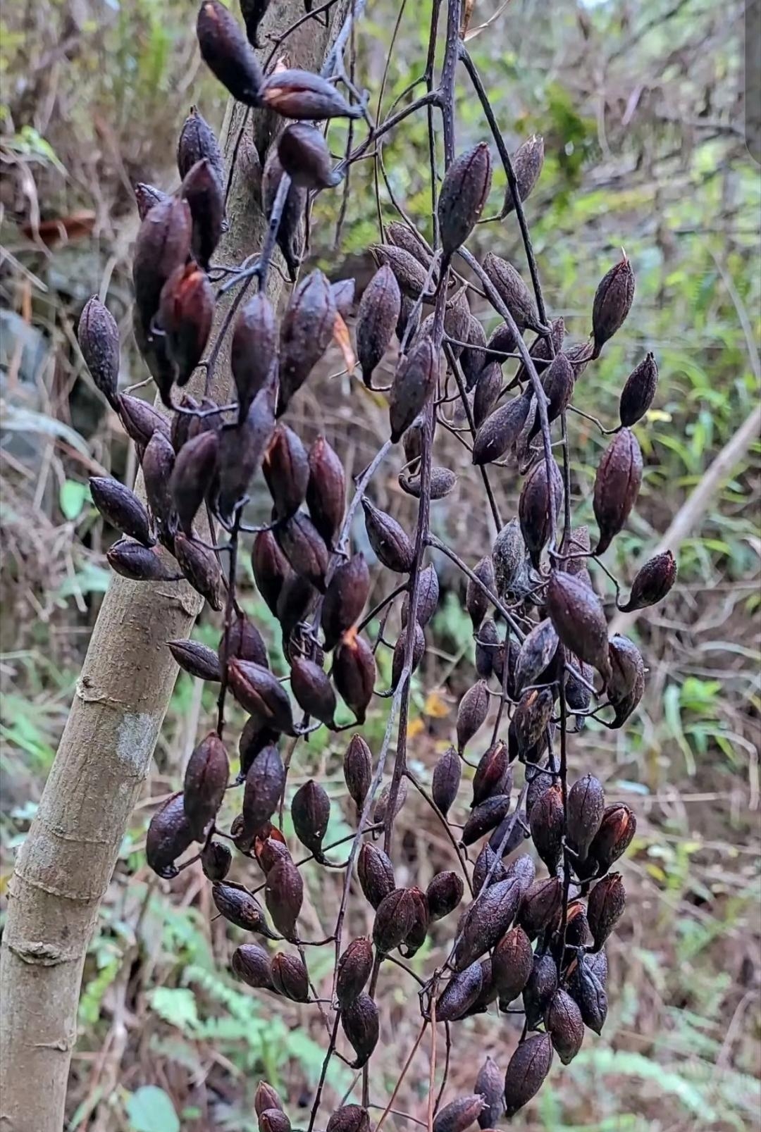 紫叶桃 果实图片