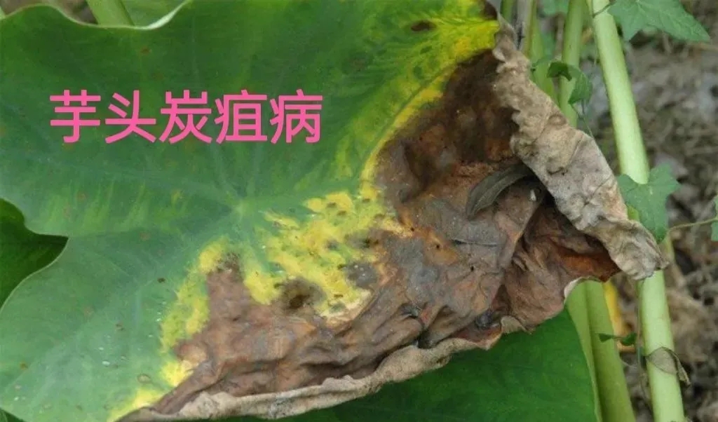 1,芋头炭疽病主要危害 a,主要危害叶片,比较严重时也会危害球茎和叶柄