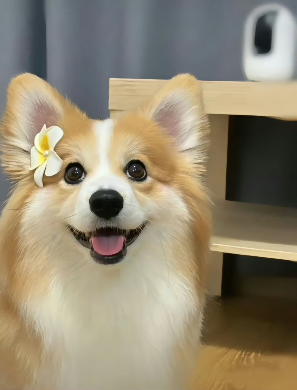 让狗狗的笑容治愈不开心的一天