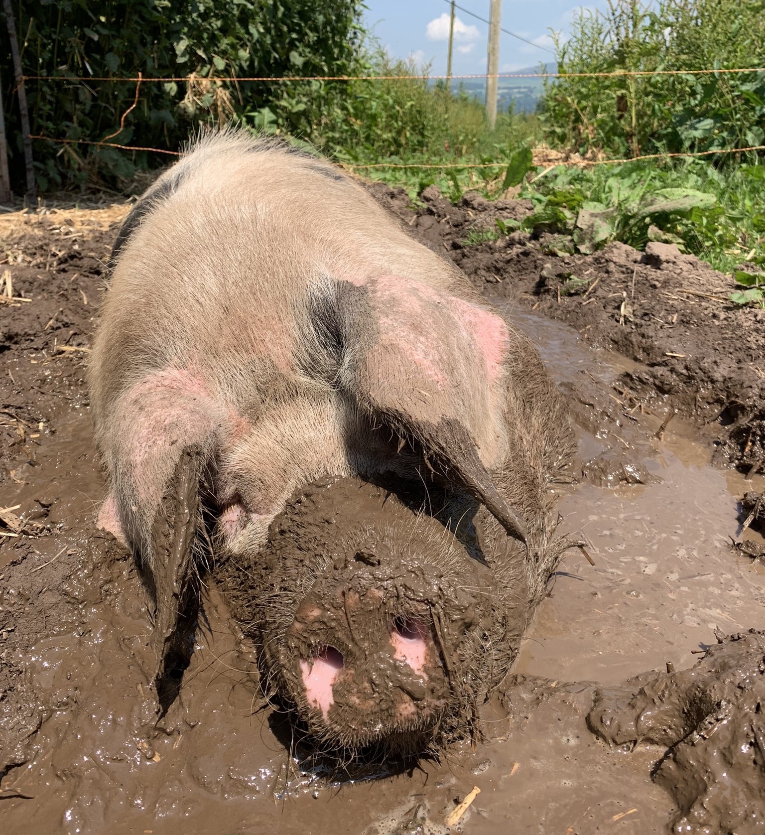 天气很热,母猪在泥浆里打滚,小猪猪在睡觉前四处游荡