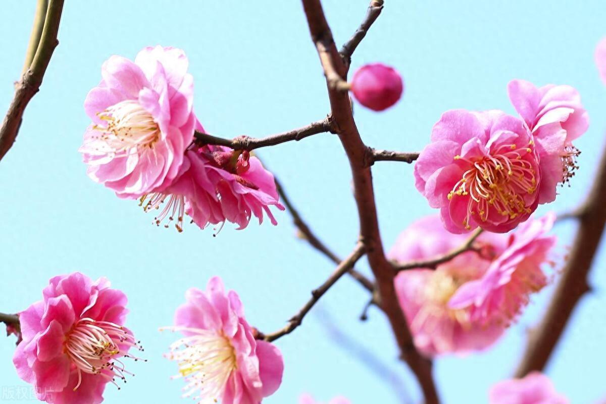 梅花的冬季养法