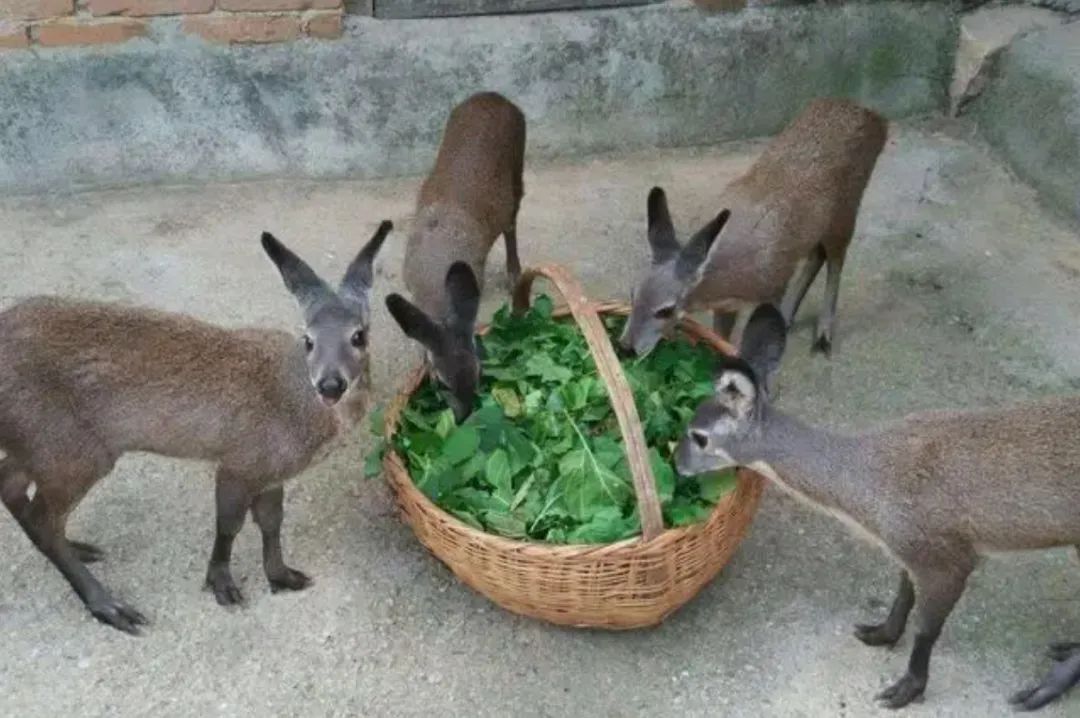 香獐子取麝香会死吗图片