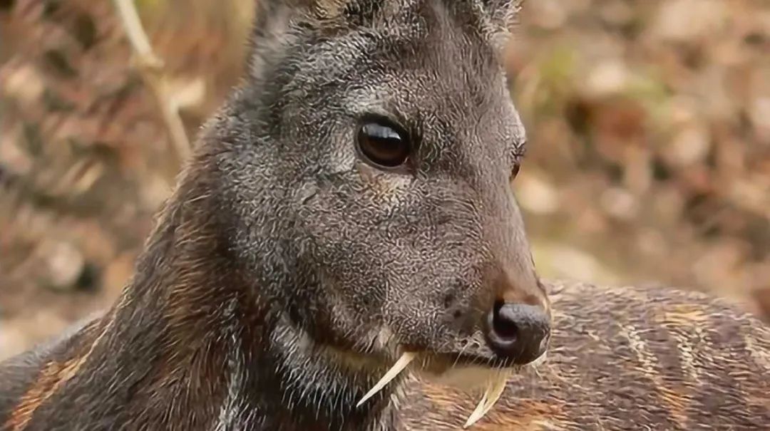 香獐子取麝香会死吗图片