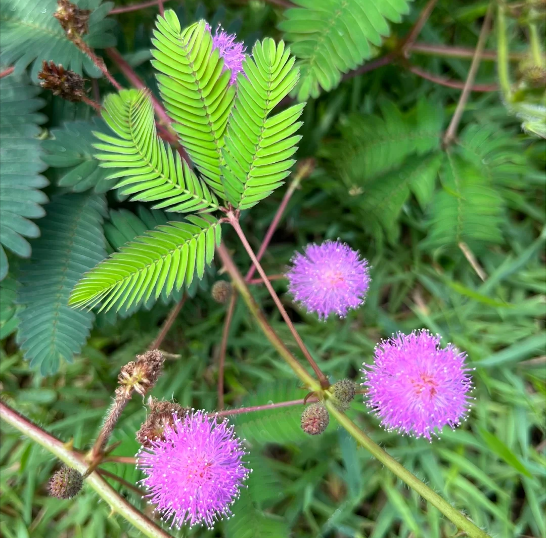 养了10年含羞草,总结了4个开花"小妙招",太实用了